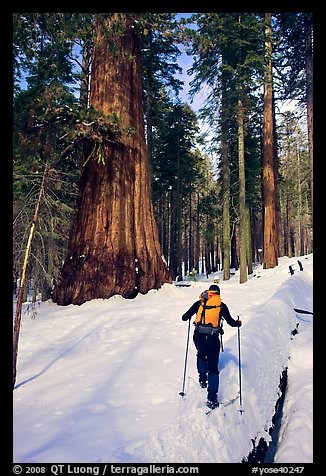 Backcountry skier at the base of Giant Sequoia trees, Mariposa Grove. Yosemite National Park, California (color)