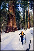 Backcountry skier at the base of Giant Sequoia trees, Mariposa Grove. Yosemite National Park, California