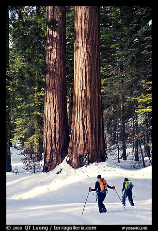 Cross-country skiers at the base of Giant Sequoia trees, Mariposa Grove. Yosemite National Park, California