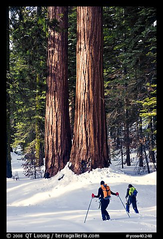 Cross-country skiers at the base of Giant Sequoia trees, Mariposa Grove. Yosemite National Park, California (color)