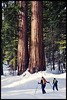 Cross-country skiers at the base of Giant Sequoia trees, Mariposa Grove. Yosemite National Park, California