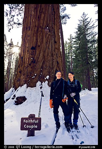 Skiers in front of the tree named Faithful couple tree in winter. Yosemite National Park, California