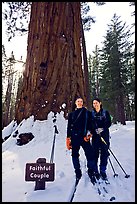 Skiers in front of the tree named Faithful couple tree in winter. Yosemite National Park, California ( color)