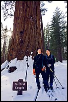 Skiers in front of the tree named Faithful couple tree in winter. Yosemite National Park, California (color)