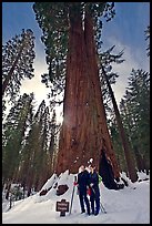 Skiers at the base of tree named Faithful couple tree in winter. Yosemite National Park, California