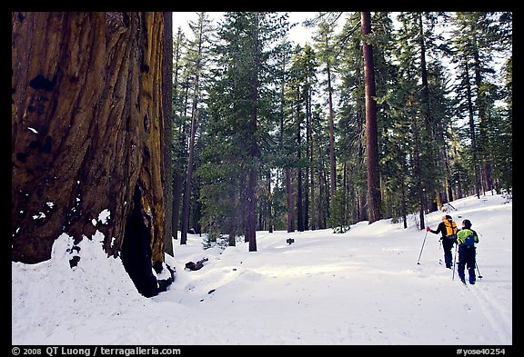 Skiing past a giant Sequoia Tree in winter, Mariposa Grove. Yosemite National Park, California (color)