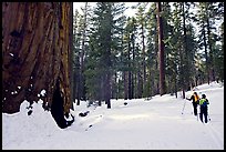 Skiing past a giant Sequoia Tree in winter, Mariposa Grove. Yosemite National Park, California