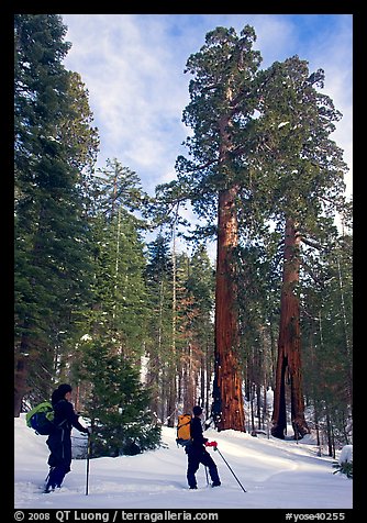 Skiers pause near the characteristic Clothespin tree, Mariposa Grove. Yosemite National Park, California (color)