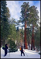 Skiers pause near the characteristic Clothespin tree, Mariposa Grove. Yosemite National Park, California