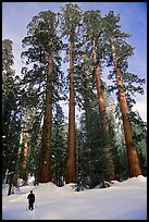 Skier and Upper Mariposa Grove in winter. Yosemite National Park, California