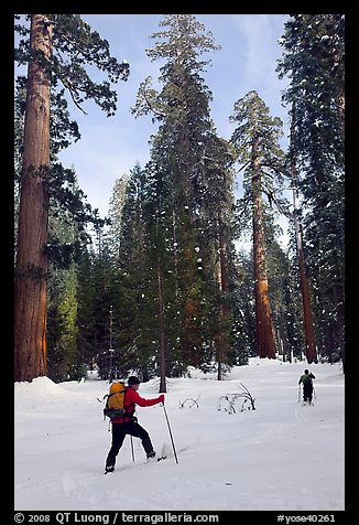 Cross-country skiing in the remote Upper Mariposa Grove. Yosemite National Park, California (color)