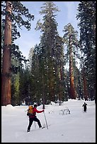 Cross-country skiing in the remote Upper Mariposa Grove. Yosemite National Park, California