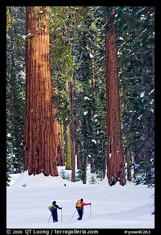 Cross-country  skiiers at the base of Giant Sequoia trees in Upper Mariposa Grove. Yosemite National Park, California (color)