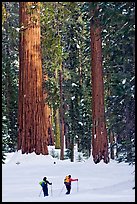 Cross-country  skiiers at the base of Giant Sequoia trees in Upper Mariposa Grove. Yosemite National Park, California