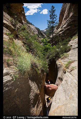 Descending into depth of Mystery Canyon. Zion National Park, Utah (color)