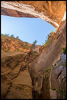 Canyoneer rappels in Mystery Springs alcove, Mystery Canyon. Zion National Park, Utah ( color)