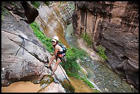 Woman rappels into the Virgin River Narrows. Zion National Park, Utah ( color)