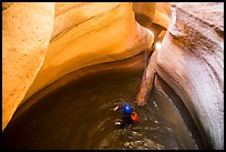 Canyoneer swims in pool with golden light, Pine Creek Canyon. Zion National Park, Utah ( color)