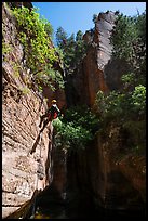 Canyoneer rappels in open section of Upper Left Fork. Zion National Park, Utah ( color)