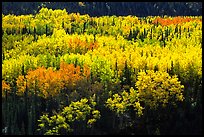 Aspen trees in bright autumn colors, Riley Creek drainage. Denali National Park, Alaska, USA. (color)