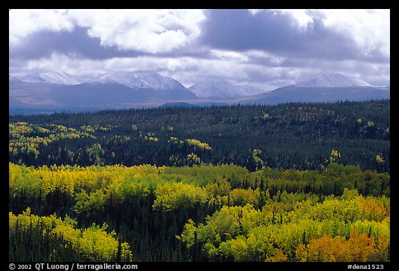 Aspen trees in fall foliage and Panorama Mountains, Riley Creek. Denali National Park, Alaska, USA.