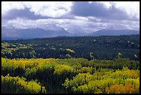 Aspen trees in fall foliage and Panorama Mountains, Riley Creek. Denali National Park, Alaska, USA. (color)