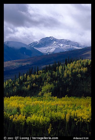 Aspens in yellow  fall colors and Panorama Range, Riley Creek drainage. Denali National Park (color)