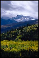 Aspens in yellow  fall colors and Panorama Range, Riley Creek drainage. Denali National Park ( color)