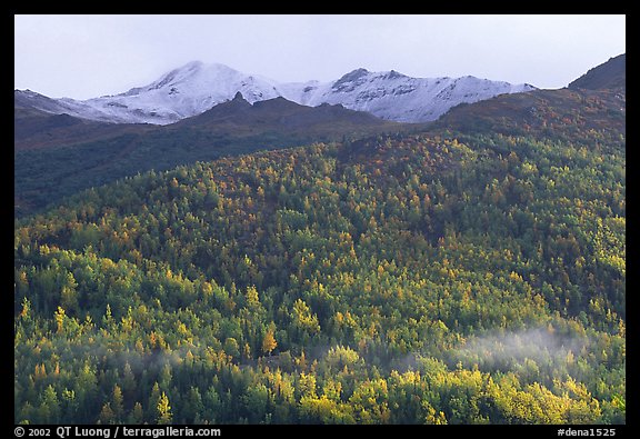Hillside with aspens in fall colors. Denali National Park (color)