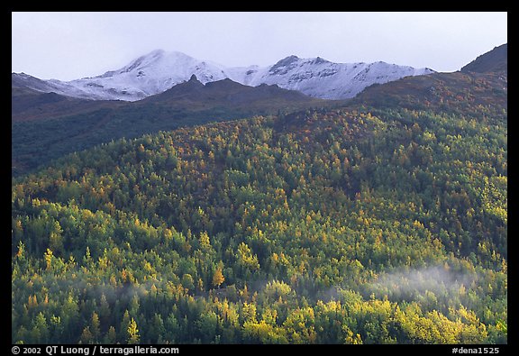 Hillside with aspens in fall colors. Denali National Park, Alaska, USA.