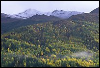 Hillside with aspens in fall colors. Denali National Park ( color)