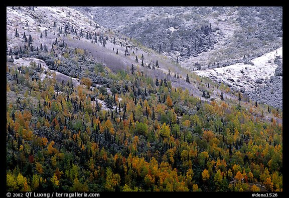 Hillside with Aspens in fall colors and fresh snow. Denali National Park, Alaska, USA.