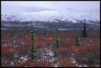 Spruce trees, tundra, and peaks with fresh snow. Denali National Park, Alaska, USA. (color)