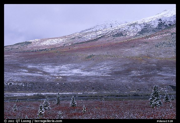 Dusting of snow and tundra fall colors  near Savage River. Denali National Park, Alaska, USA.