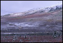 Dusting of snow and tundra fall colors  near Savage River. Denali National Park, Alaska, USA. (color)