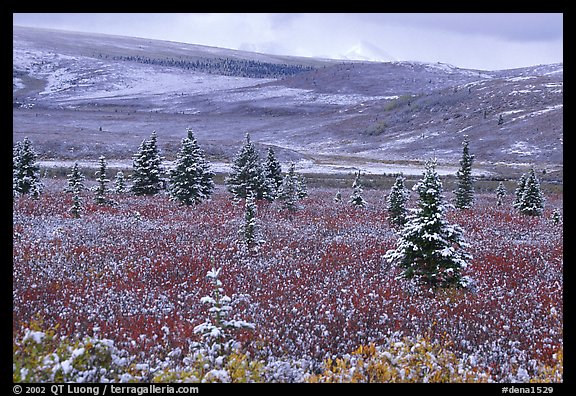 Dusting of snow on the tundra and spruce trees near Savage River. Denali National Park, Alaska, USA.