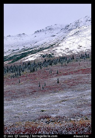 Dusting of fresh snow and autumn colors on tundra near Savage River. Denali National Park (color)