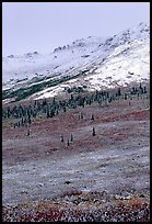 Dusting of fresh snow and autumn colors on tundra. Denali National Park, Alaska, USA.