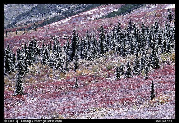 Spruce trees and tundra covered by fresh snow, near Savage River. Denali National Park, Alaska, USA.