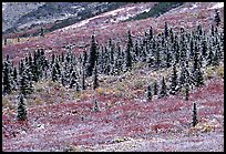 Spruce trees and tundra covered by fresh snow, near Savage River. Denali National Park, Alaska, USA.