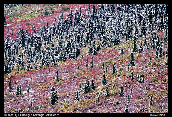 Spruce trees and tundra covered by fresh snow, near Savage River. Denali National Park (color)