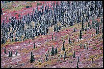 Spruce trees and tundra covered by fresh snow, near Savage River. Denali National Park, Alaska, USA. (color)