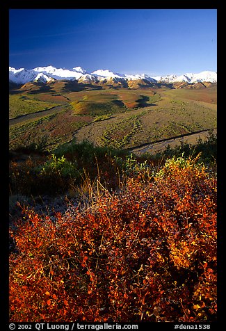 Berry plants, braided rivers, Alaska Range in early morning from Polychrome Pass. Denali National Park, Alaska, USA.