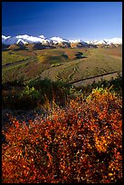 Berry plants, braided rivers, Alaska Range in early morning from Polychrome Pass. Denali National Park, Alaska, USA. (color)