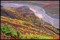 Tundra in fall color and braided river below, from Polychrome Pass. Denali National Park, Alaska, USA. (color)