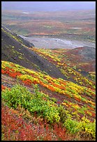 Tundra in autumn color and braided river in rainy weather. Denali National Park, Alaska, USA.