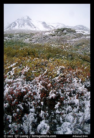 Fresh snow and Polychrome Mountains. Denali National Park (color)