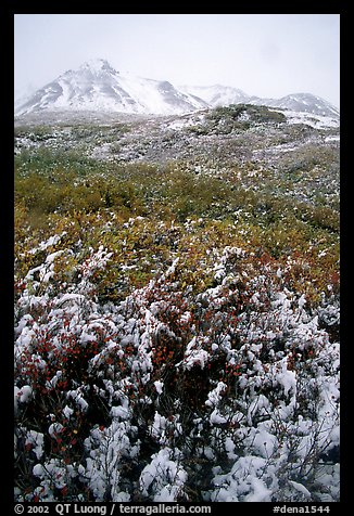 Fresh snow and Polychrome Mountains. Denali National Park, Alaska, USA.