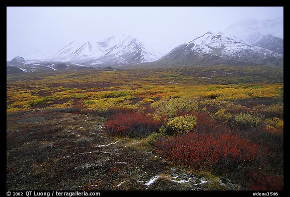 Tundra in autumn color and Polychrome Mountains in fog. Denali National Park, Alaska, USA.