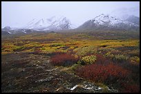 Tundra in autumn color and Polychrome Mountains in fog. Denali National Park, Alaska, USA.